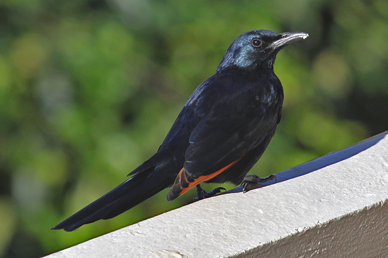 starling